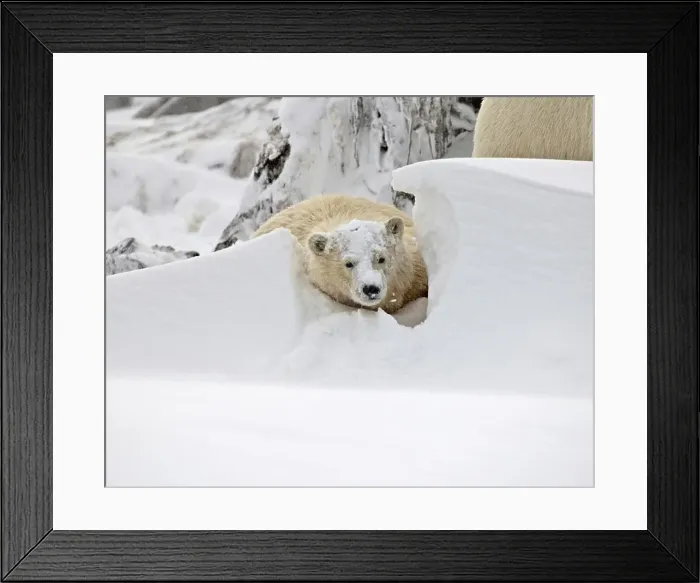 Framed Print : Polar Bear Cub Plays in a Small Snow Bank Framed Print : Polar Bear Cub Plays in a Small Snow Bank