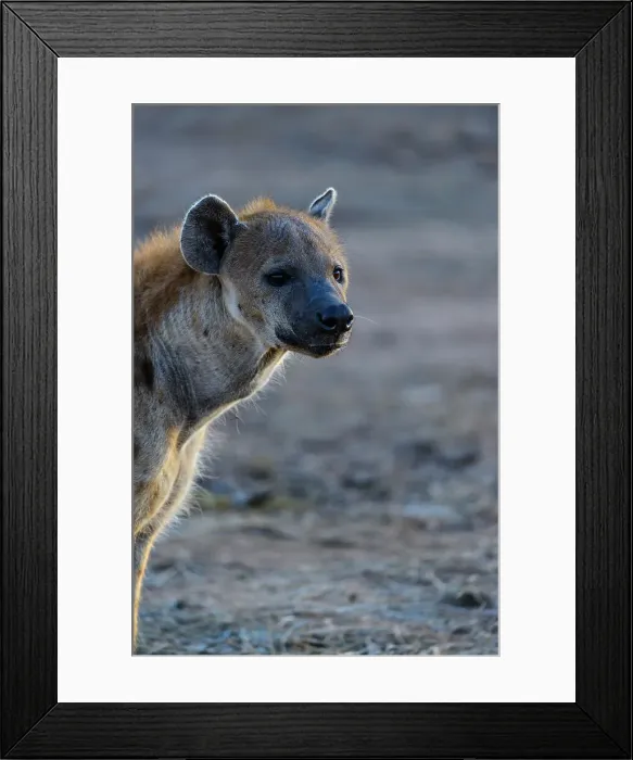 Framed Print : Mashatu Game Reserve Framed Print : Mashatu Game Reserve