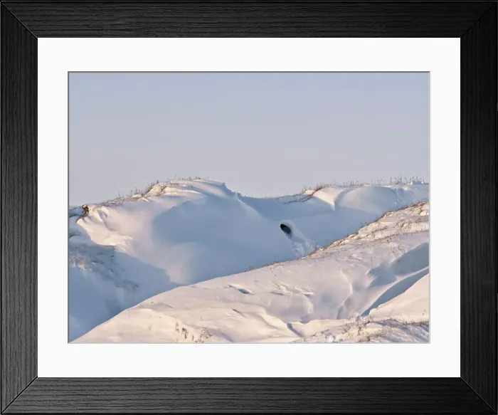 Framed Print : Site of a Polar Bear Den Framed Print : Site of a Polar Bear Den