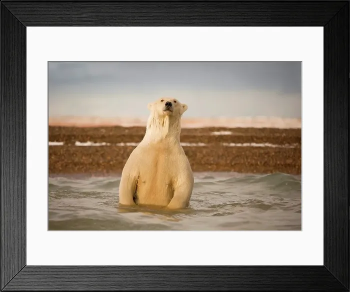 Framed Print : polar bear, Ursus maritimus, profile of a sow in the waters off Bernard Spit Framed Print : polar bear, Ursus maritimus, profile of a sow in the waters off Bernard Spit