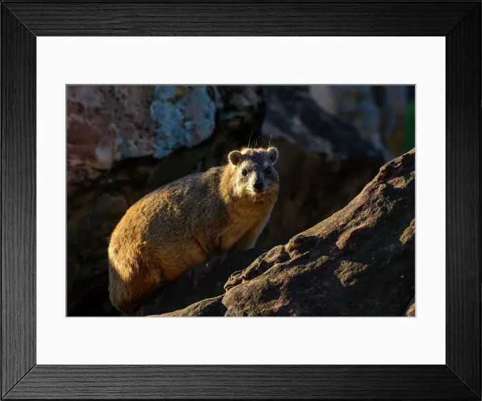 Framed Print : Mashatu Game Reserve Framed Print : Mashatu Game Reserve