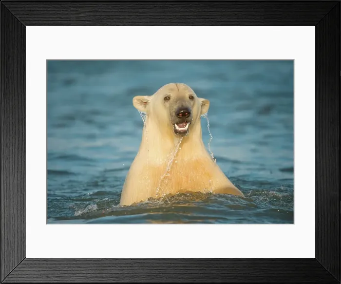 Framed Print : polar bear, Ursus maritimus, profile of a cub emerging from the water as it waits for fall freeze up Framed Print : polar bear, Ursus maritimus, profile of a cub emerging from the water as it waits for fall freeze up