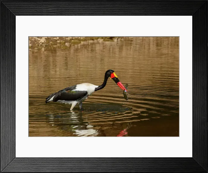 Framed Print : Mashatu Game Reserve