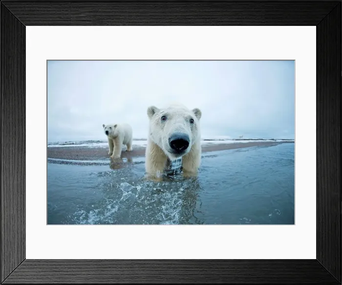 Framed Print : 4340, 4340-2606 Framed Print : 4340, 4340-2606