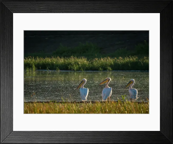 Framed Print : Mashatu Game Reserve