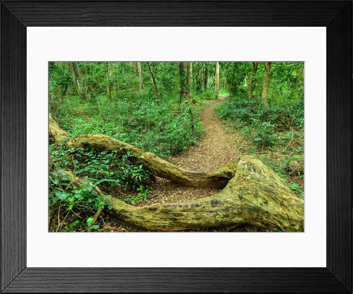 Framed Print : Forest interior. Kosi Bay. Isimangaliso Wetland Park