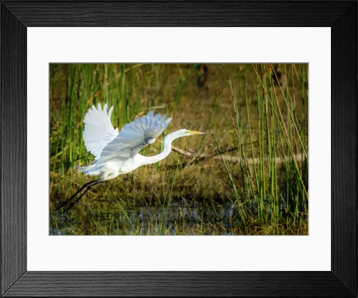 Framed Print : Great Egret (Ardea alba) also known as Common Egret