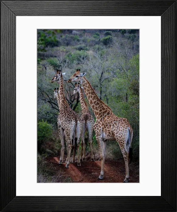Framed Print : Giraffe (Giraffa camelopardalis) at amaKhosi Lodge Framed Print : Giraffe (Giraffa camelopardalis) at amaKhosi Lodge