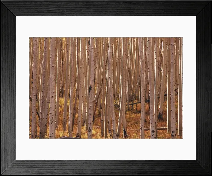 Framed Print : Birch tree trunks in a forest, Aspen Framed Print : Birch tree trunks in a forest, Aspen