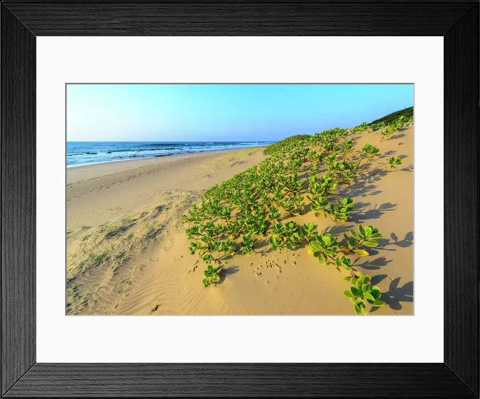 Framed Print : Mabibi. Costal view showing Inkberry, Beachberry, Gullfeed, Half Flower or Waxy Bush Framed Print : Mabibi. Costal view showing Inkberry, Beachberry, Gullfeed, Half Flower or Waxy Bush