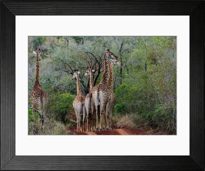 Framed Print : Giraffe (Giraffa camelopardalis) at amaKhosi Lodge Framed Print : Giraffe (Giraffa camelopardalis) at amaKhosi Lodge