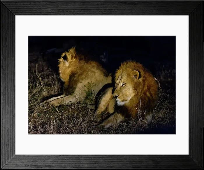 Framed Print : Lion (Panthera leo) at amaKhosi Lodge Framed Print : Lion (Panthera leo) at amaKhosi Lodge