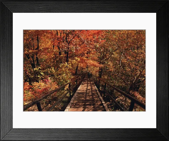Framed Print : Wooden staircase through a wooded area Framed Print : Wooden staircase through a wooded area