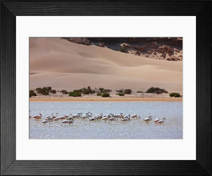 Framed Print : Greater flamingos (Phoenicopterus roseus) in a river's lagoon where the Sahara meets the sea Framed Print : Greater flamingos (Phoenicopterus roseus) in a river's lagoon where the Sahara meets the sea