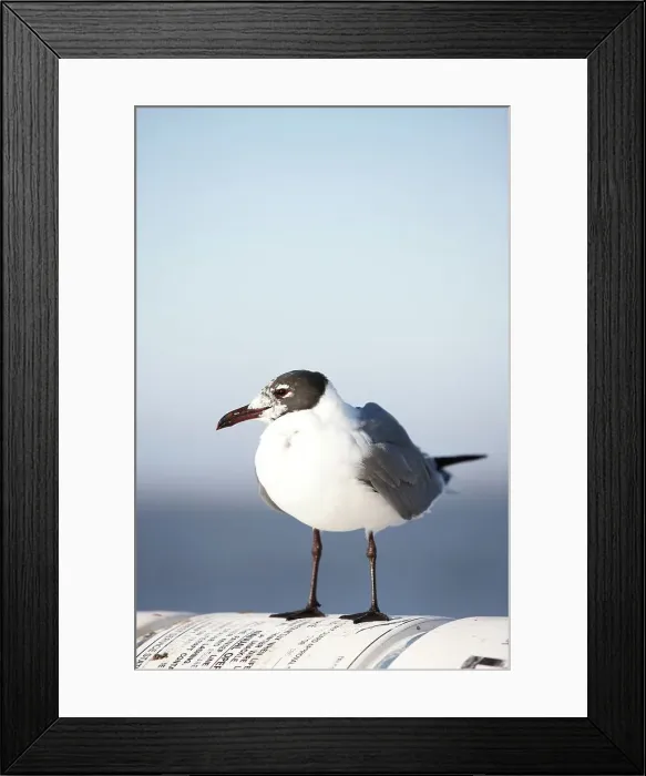 Framed Print : Laughing gull (Leucophaeus atricilla) perching on ferry Framed Print : Laughing gull (Leucophaeus atricilla) perching on ferry