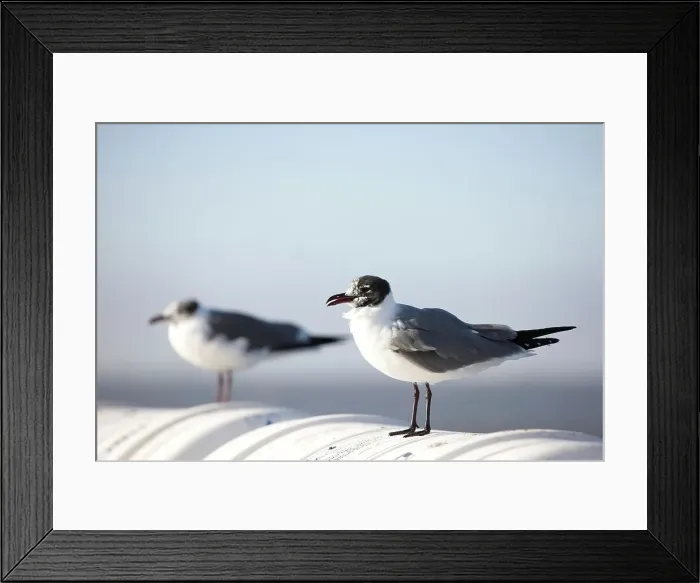 Framed Print : Laughing gulls (Leucophaeus atricilla) perching on ferry Framed Print : Laughing gulls (Leucophaeus atricilla) perching on ferry