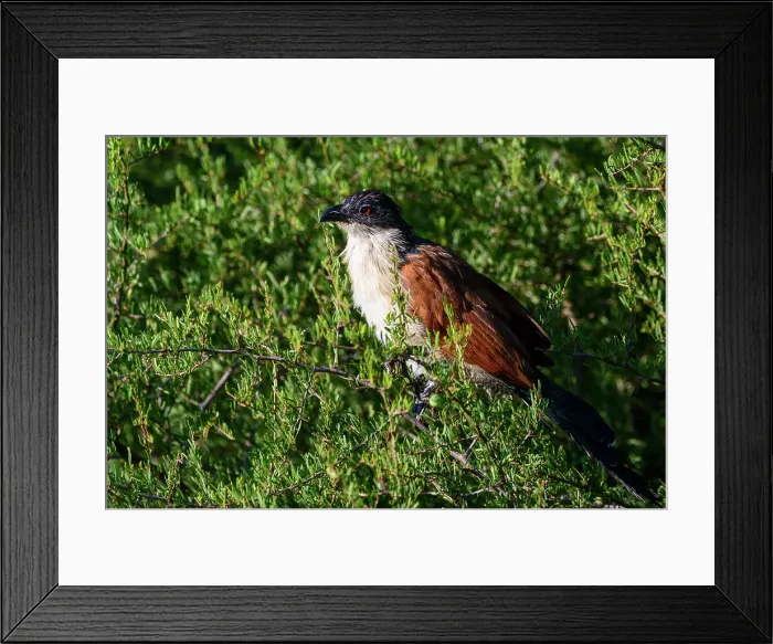 Framed Print : Mashatu Game Reserve Framed Print : Mashatu Game Reserve