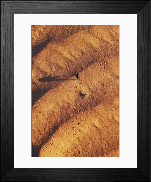Framed Print : Pinacate beetle (Genus Eleodes) crossing sand dune Framed Print : Pinacate beetle (Genus Eleodes) crossing sand dune