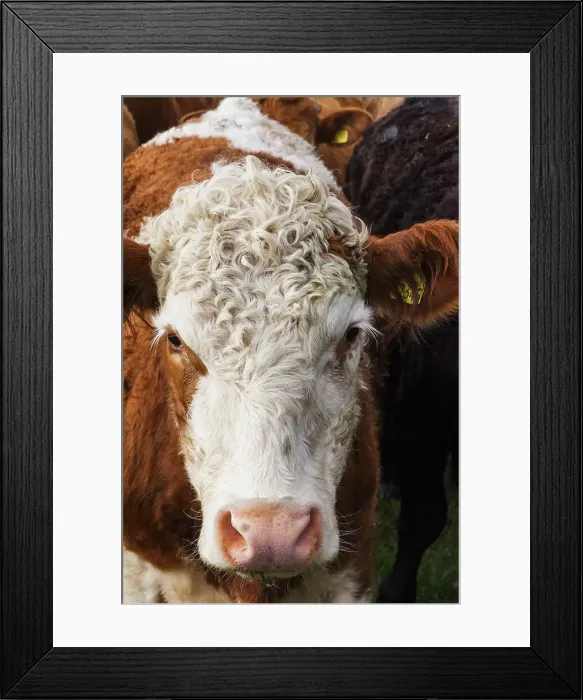 Framed Print : England, Cotswolds, Worcestershire Framed Print : England, Cotswolds, Worcestershire