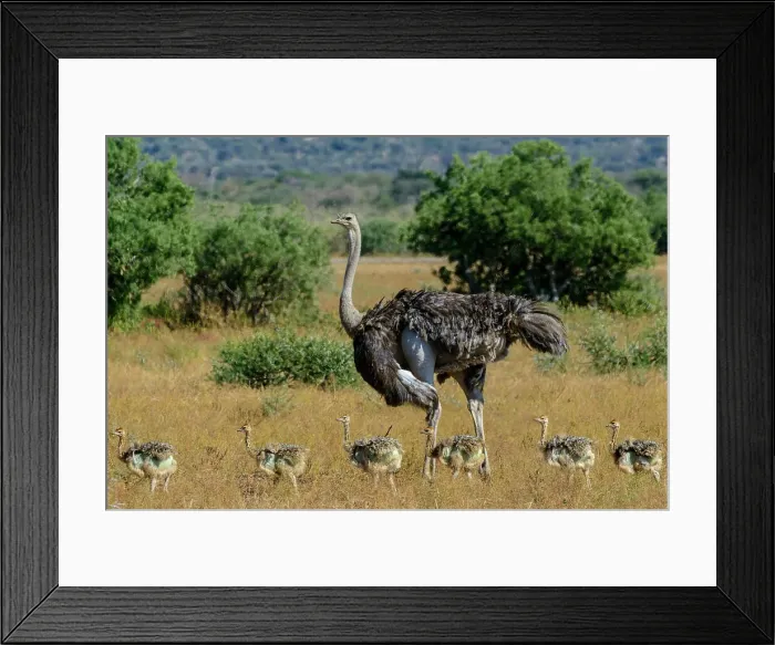 Framed Print : Mashatu Game Reserve