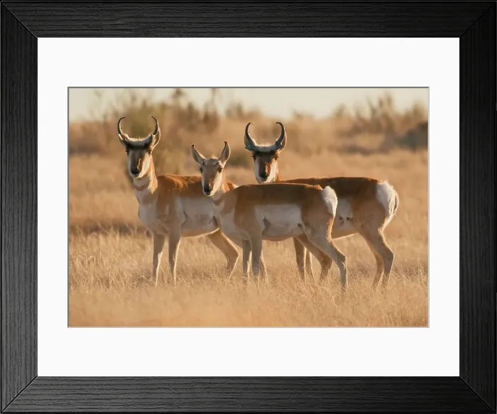 Framed Print : Pronghorn Antelope Near Marfa, Texas Framed Print : Pronghorn Antelope Near Marfa, Texas