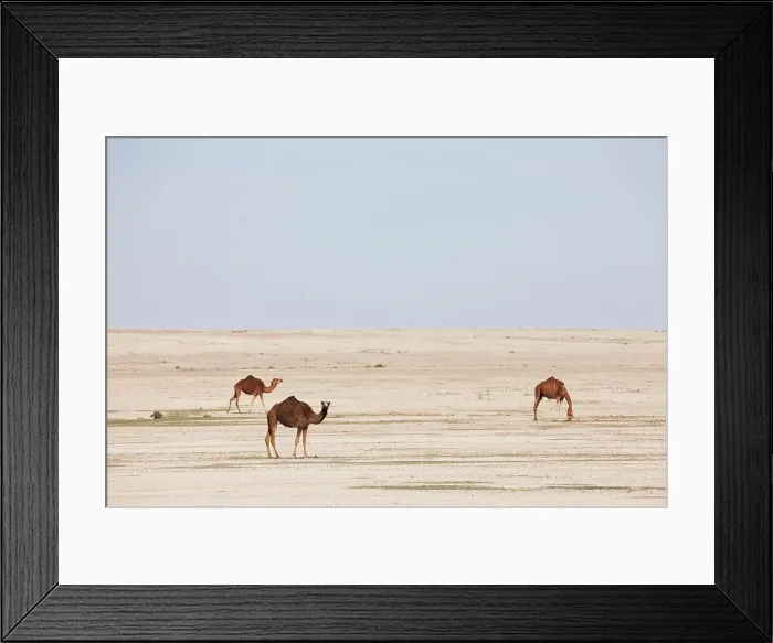 Framed Print : Camels on barren desert plain, Western Sahara Framed Print : Camels on barren desert plain, Western Sahara