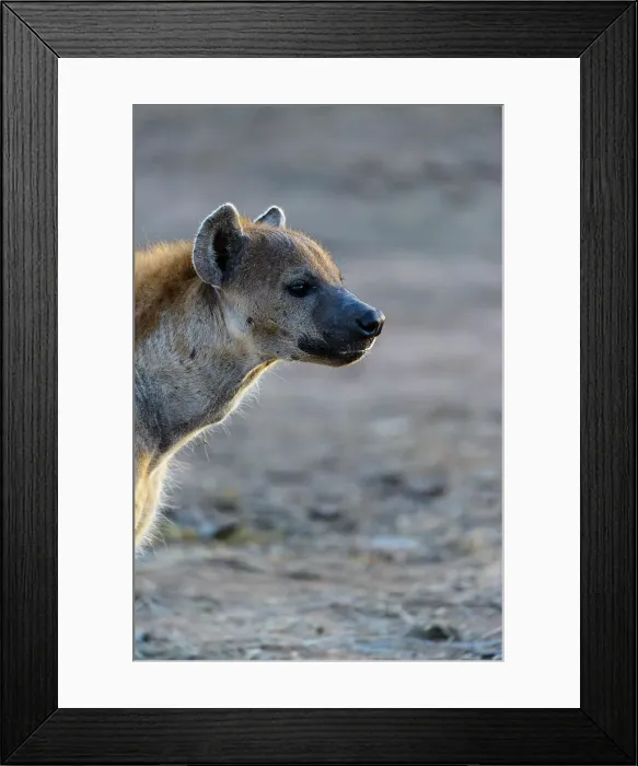 Framed Print : Mashatu Game Reserve Framed Print : Mashatu Game Reserve