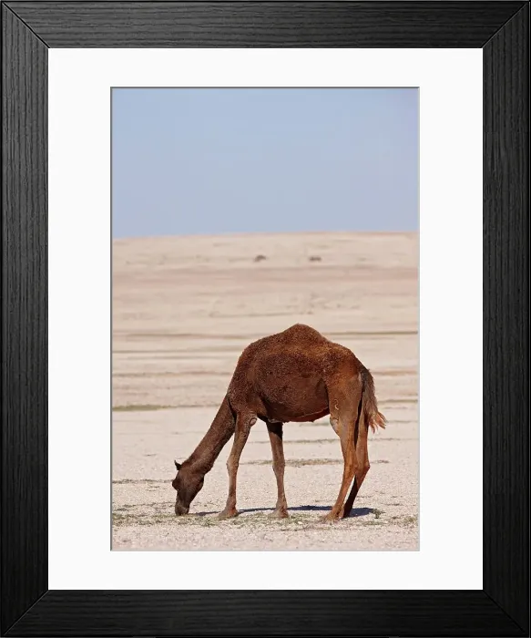 Framed Print : A camel grazes on a nearly barren desert plain Framed Print : A camel grazes on a nearly barren desert plain