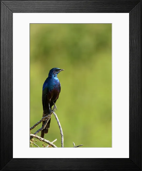 Framed Print : Mashatu Game Reserve Framed Print : Mashatu Game Reserve