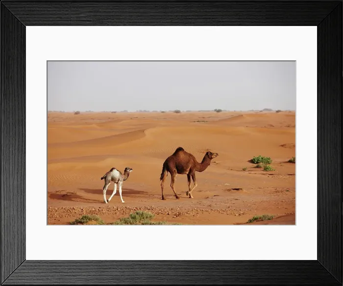 Framed Print : A mother and calf camel, Camelus dromedarius