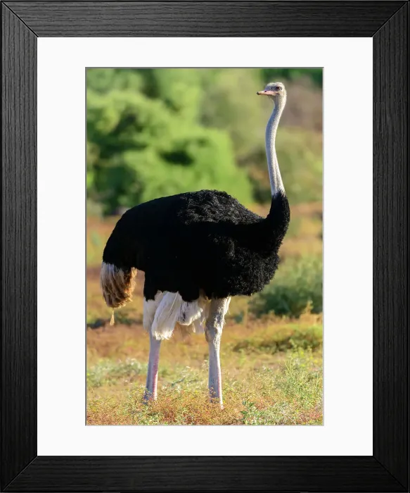 Framed Print : Mashatu Game Reserve Framed Print : Mashatu Game Reserve