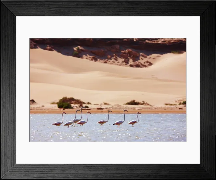 Framed Print : Greater flamingos (Phoenicopterus roseus) in a river's lagoon where the Sahara meets the Atlantic Ocean Framed Print : Greater flamingos (Phoenicopterus roseus) in a river's lagoon where the Sahara meets the Atlantic Ocean