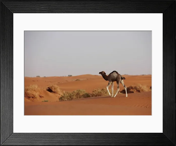 Framed Print : Calf camel, Camelus dromedarius Framed Print : Calf camel, Camelus dromedarius