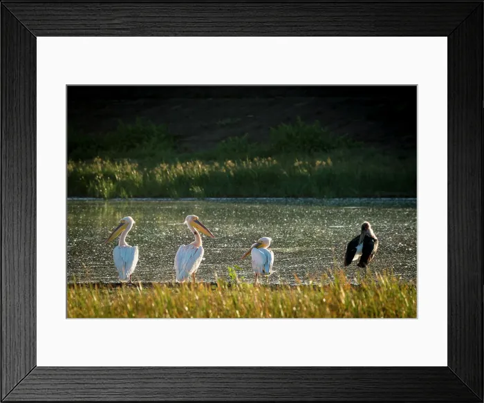 Framed Print : Mashatu Game Reserve Framed Print : Mashatu Game Reserve