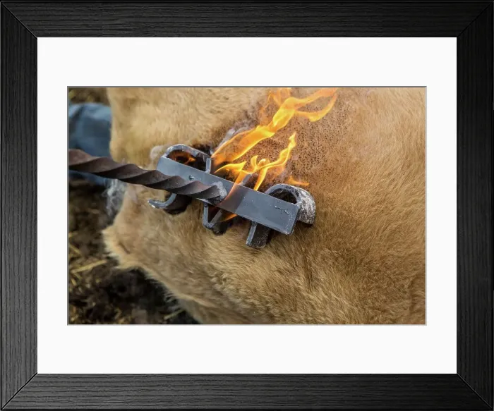 Framed Print : 4011-1484. Flames from branding iron burning hair from cow Framed Print : 4011-1484. Flames from branding iron burning hair from cow