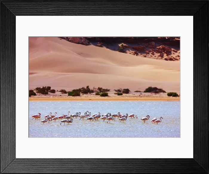 Framed Print : Greater flamingos (Phoenicopterus roseus) in a river's lagoon where the Sahara meets the Atlantic Ocean Framed Print : Greater flamingos (Phoenicopterus roseus) in a river's lagoon where the Sahara meets the Atlantic Ocean