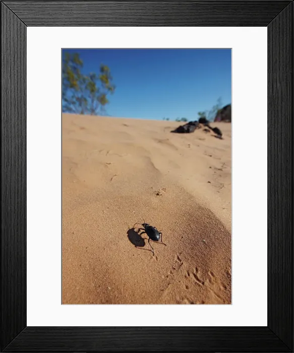 Framed Print : A pinacate beetle (Eleodes spp) Framed Print : A pinacate beetle (Eleodes spp)