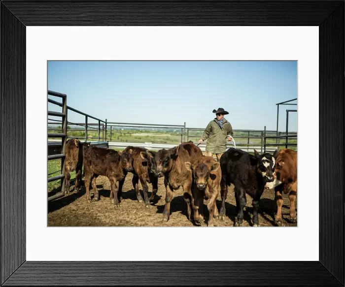 Framed Print : 4011-1363. Cowboy separating calf from herd Framed Print : 4011-1363. Cowboy separating calf from herd