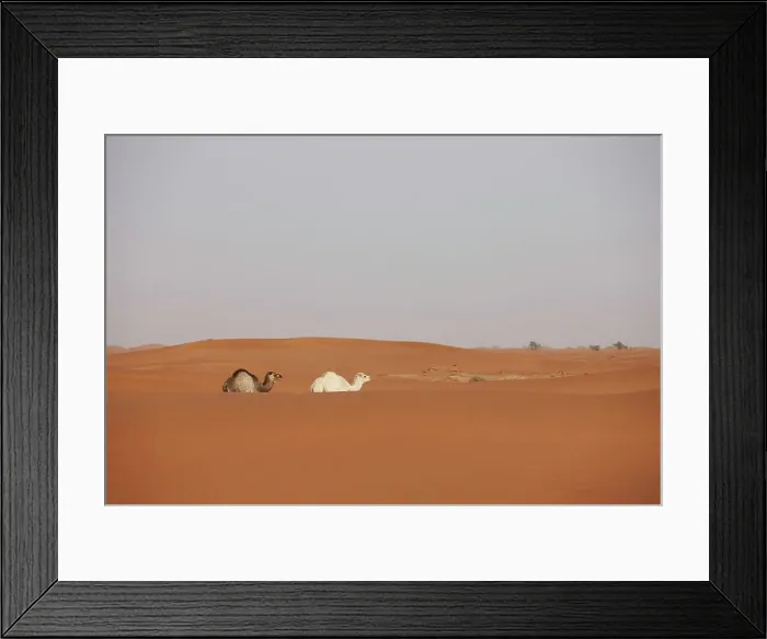 Framed Print : A mother and calf camel, Camelus dromedarius Framed Print : A mother and calf camel, Camelus dromedarius