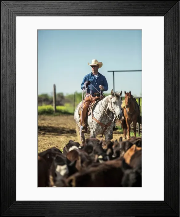 Framed Print : 4011-1378. Cowboy holding lasso on horse separating calfs from herd Framed Print : 4011-1378. Cowboy holding lasso on horse separating calfs from herd