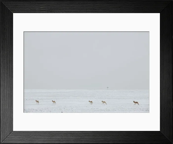 Framed Print : USA, Colorado, Eastern Plains of Colorado Framed Print : USA, Colorado, Eastern Plains of Colorado