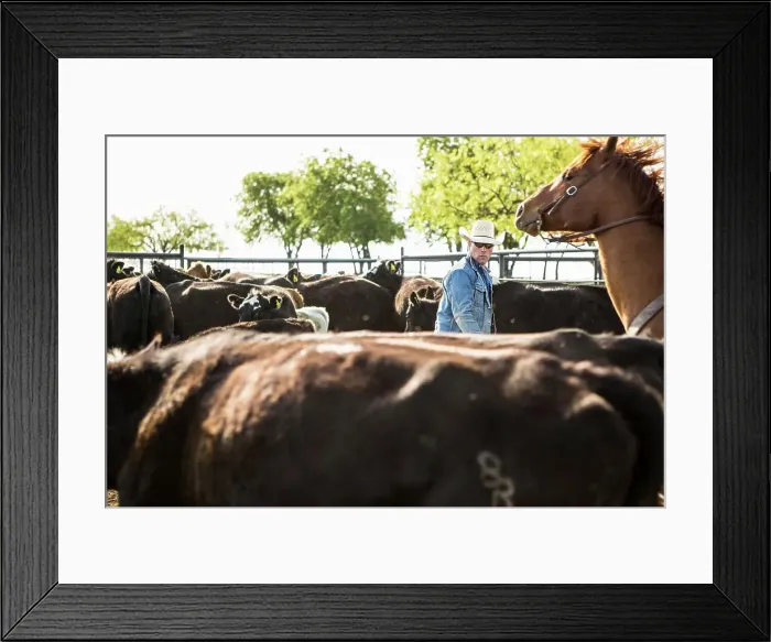 Framed Print : 4011-1359. Young cowboy in pin separating calfs from herd