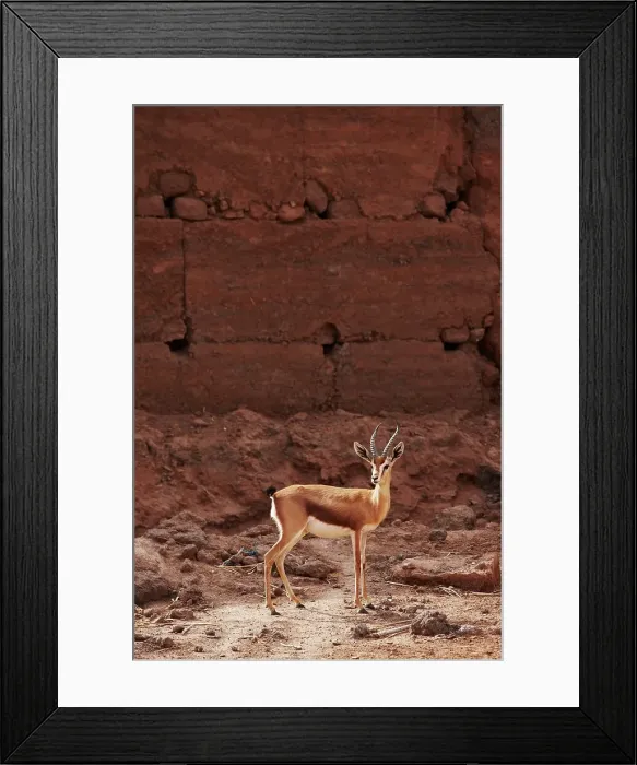 Framed Print : Dorcas gazelle (Gazella dorcas) interior Sahara Desert Framed Print : Dorcas gazelle (Gazella dorcas) interior Sahara Desert