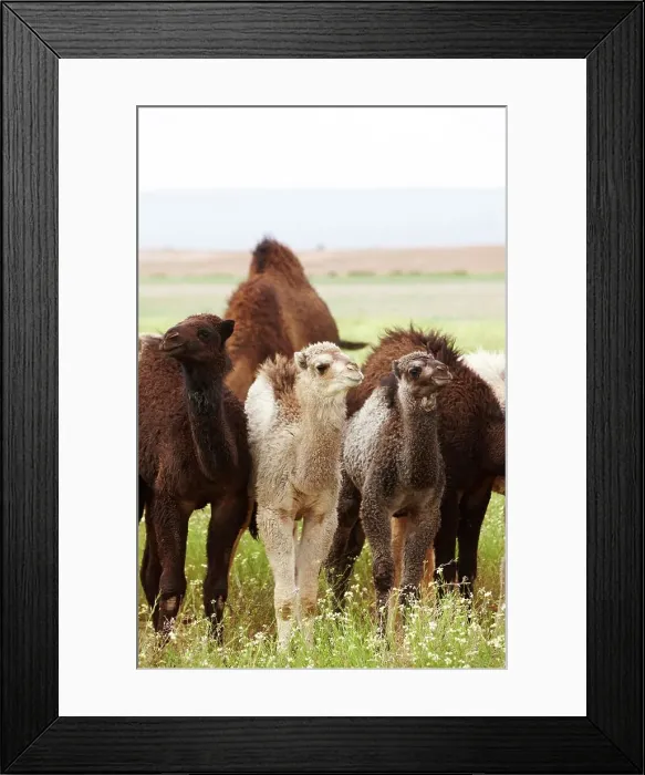 Framed Print : Group of calf camels grazing, near Erg Chegaga Framed Print : Group of calf camels grazing, near Erg Chegaga