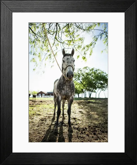 Framed Print : 4011-1353. Horse tied to tree backlit by the sun
