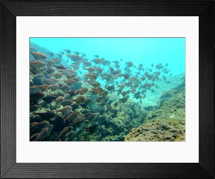 Framed Print : Mabibi. Dusky sweepers (Pempheris adusta)