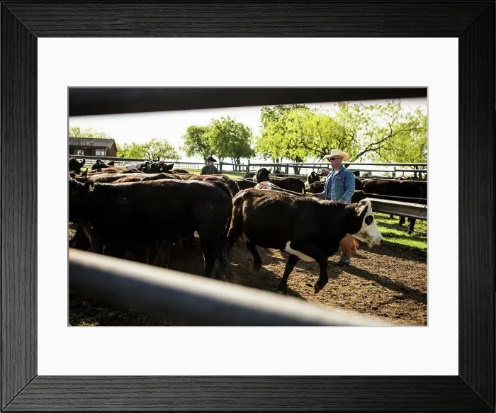 Framed Print : 4011-1362. Cowboy separating calf from herd Framed Print : 4011-1362. Cowboy separating calf from herd