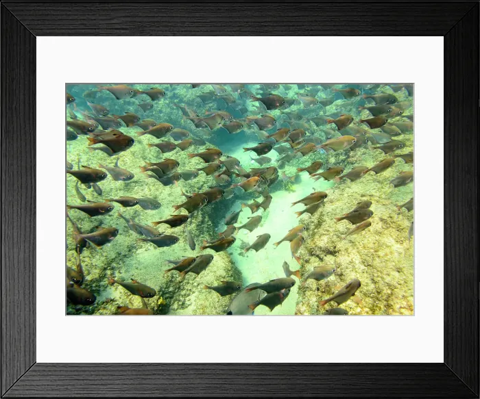 Framed Print : Mabibi. Dusky sweepers (Pempheris adusta) Framed Print : Mabibi. Dusky sweepers (Pempheris adusta)