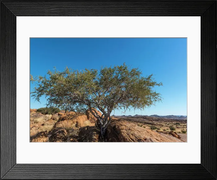 Framed Print : Shepherd's tree (Boscia albitrunca) Framed Print : Shepherd's tree (Boscia albitrunca)