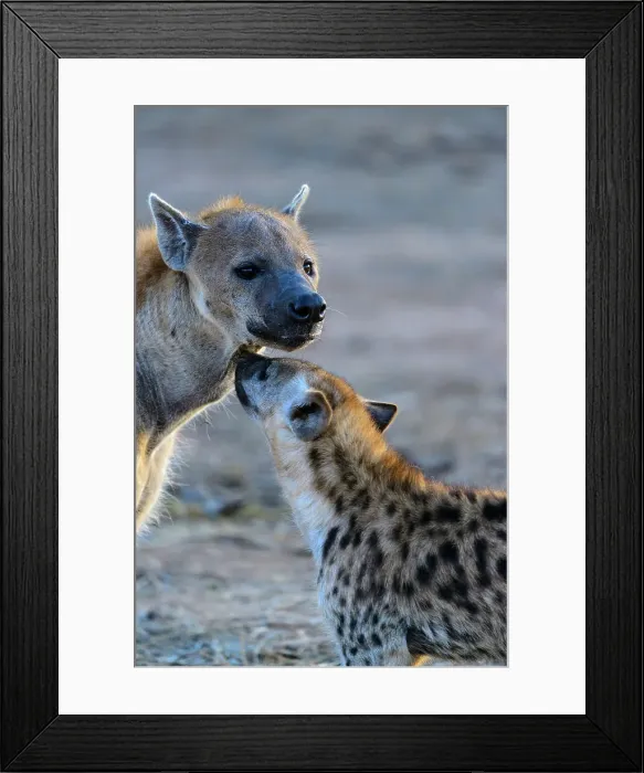 Framed Print : Mashatu Game Reserve